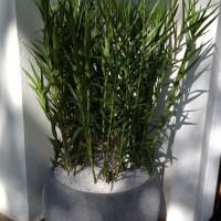 VASO BOLA TRIUNFO - COR QUARTZO MESCLA CINZA